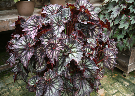 B. ‘Phantasma’